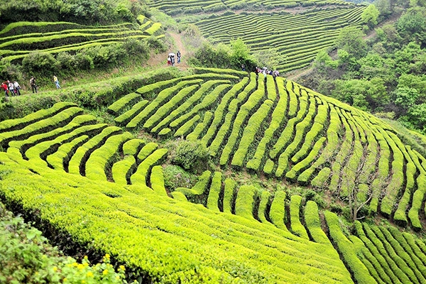 德陽(yáng)尚田茶山